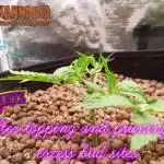 Runtz Auto Kannabia 1st attempt sponsored grow