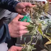 Fantasy Feast Nutrient test (FERMAKOR)