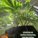 EXCLUSIVE  Kannabia Sunset Sherbet GF