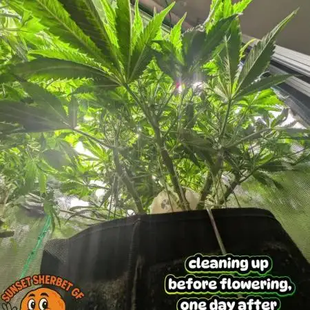 EXCLUSIVE  Kannabia Sunset Sherbet GF