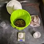 🐟💀 FERMAKOR: The Dorade Incident