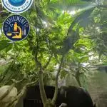 Fantasy Feast Nutrient test (FERMAKOR)