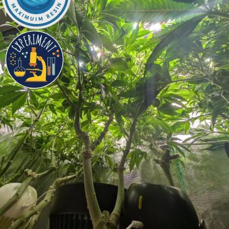 Fantasy Feast Nutrient test (FERMAKOR)