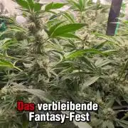 Fantasy Feast Nutrient test (FERMAKOR)