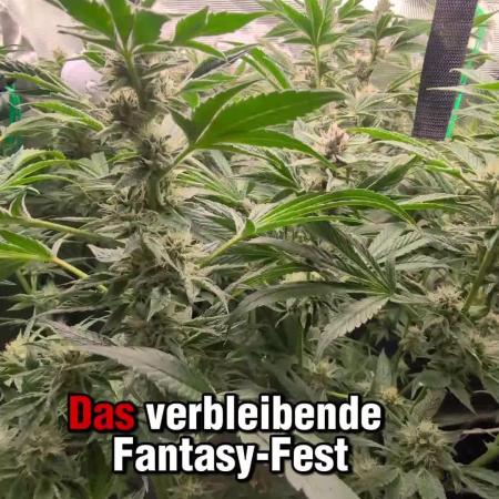 Fantasy Feast Nutrient test (FERMAKOR)