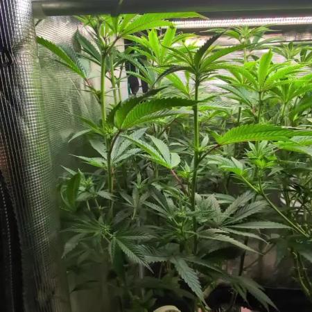 Balcony Fantasy Feast @KanOrganics