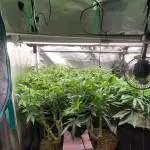 Balcony Fantasy Feast @KanOrganics