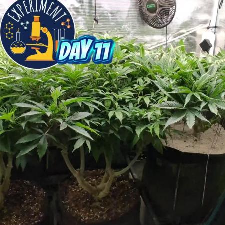 Fantasy Feast Nutrient test (FERMAKOR)