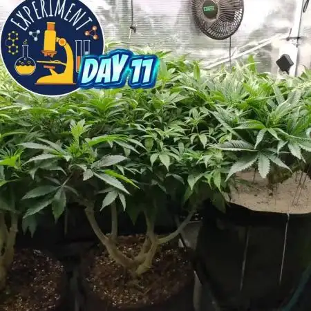 Fantasy Feast Nutrient test (FERMAKOR)