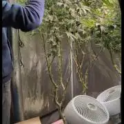 Fantasy Feast Nutrient test (FERMAKOR)