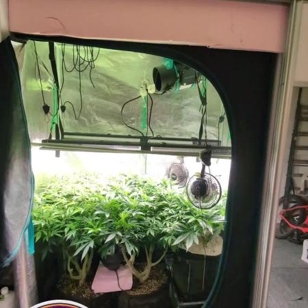 Fantasy Feast Nutrient test (FERMAKOR)