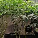 EXCLUSIVE  Kannabia Sunset Sherbet GF