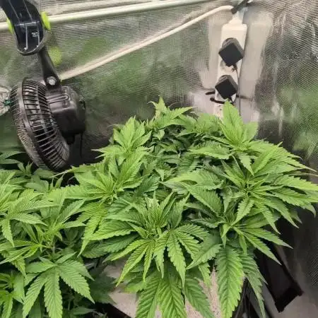 EXCLUSIVE  Kannabia Sunset Sherbet GF