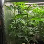 Balcony Fantasy Feast @KanOrganics