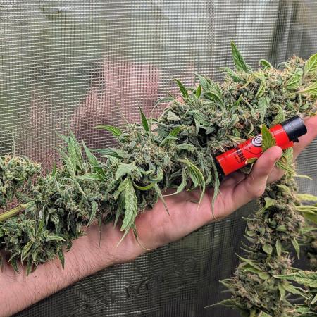 Apple Fritter Kannabia 1st time