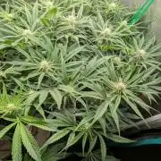 EXCLUSIVE  Kannabia Sunset Sherbet GF