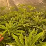 Balcony Fantasy Feast @KanOrganics