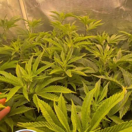 Balcony Fantasy Feast @KanOrganics