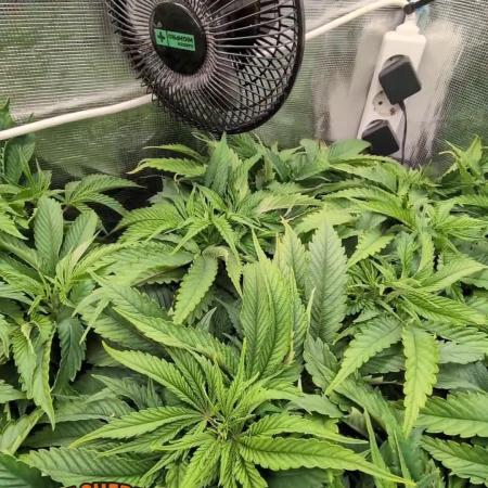 EXCLUSIVE  Kannabia Sunset Sherbet GF