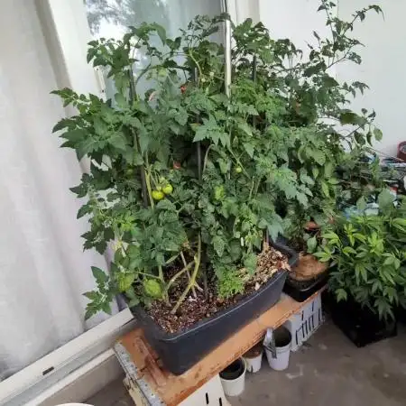 Balcony Fantasy Feast @KanOrganics