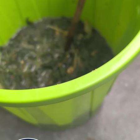 🐟💀 FERMAKOR: The Dorade Incident