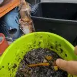 Brew FPJ/Fish Hybrid for Sunset Sherbet