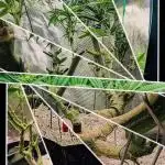 EXCLUSIVE Kannabia Sunset Sherbet GF