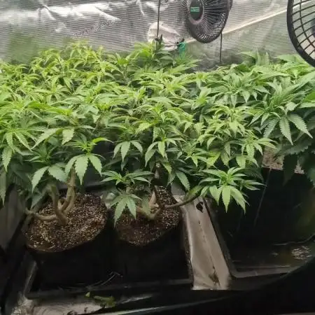 Fantasy Feast Nutrient test (FERMAKOR)