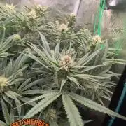 EXCLUSIVE  Kannabia Sunset Sherbet GF