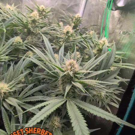 EXCLUSIVE  Kannabia Sunset Sherbet GF