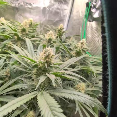 EXCLUSIVE Kannabia Sunset Sherbet GF