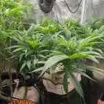 EXCLUSIVE  Kannabia Sunset Sherbet GF