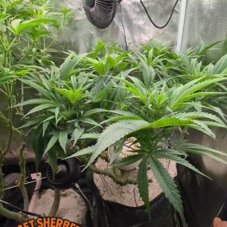 EXCLUSIVE  Kannabia Sunset Sherbet GF