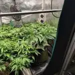 EXCLUSIVE  Kannabia Sunset Sherbet GF