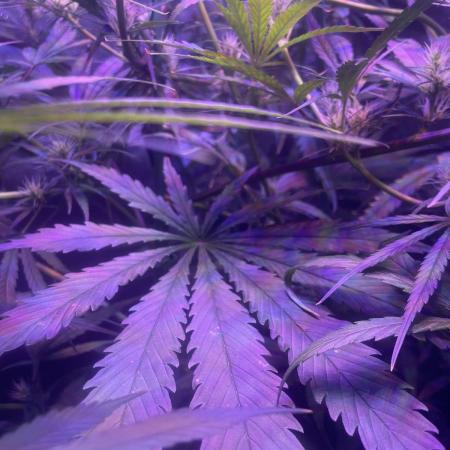1980s Durban Poison Living Pheno Hunt