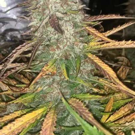 Auto Glueberry O.G 
