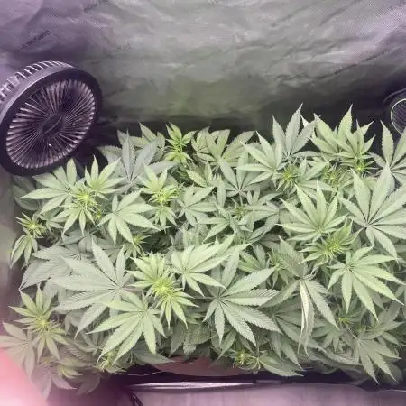 Purple Marmalade Pheno Hunt Living Soil