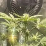 Purple Marmalade Pheno Hunt Living Soil