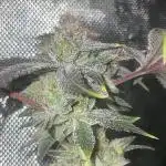 Living Alien Sherb