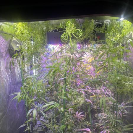 1980s Durban Poison Living Pheno Hunt