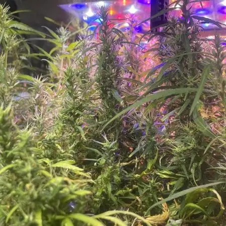 1980s Durban Poison Living Pheno Hunt