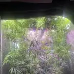1980s Durban Poison Living Pheno Hunt