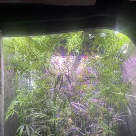 1980s Durban Poison Living Pheno Hunt