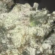 Purple Marmalade Pheno Hunt Living Soil