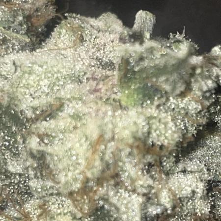 Purple Marmalade Pheno Hunt Living Soil