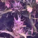 1980s Durban Poison Living Pheno Hunt