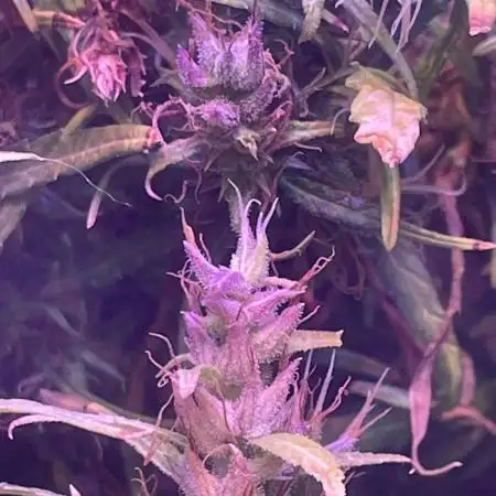 1980s Durban Poison Living Pheno Hunt