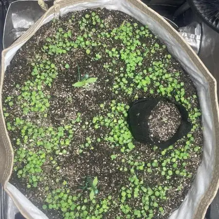 Purple Marmalade Pheno Hunt Living Soil