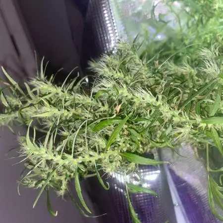1980s Durban Poison Living Pheno Hunt