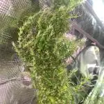 1980s Durban Poison Living Pheno Hunt